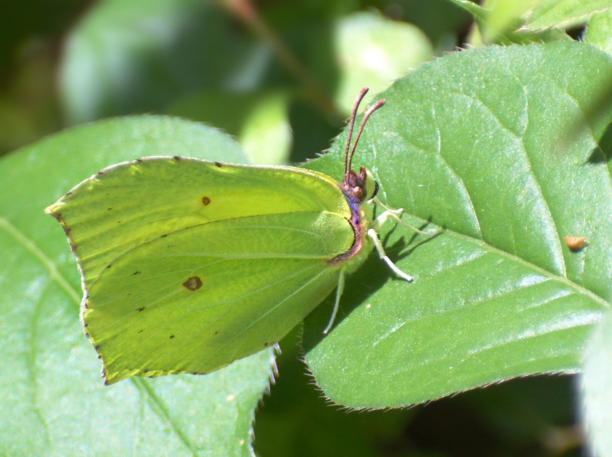 Gonepteryx cleopatra ???